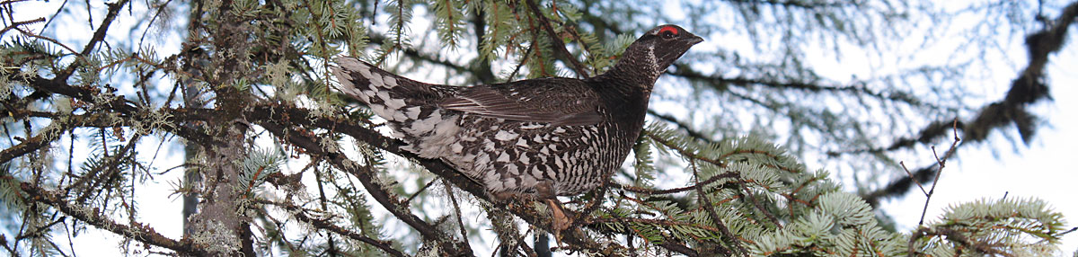  Самец, самка и птенец дикуши