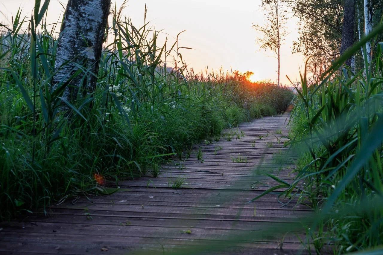 Особые национальные парки России: экологический маршрут «Заповедный лес» в национальном парке «Лосиный остров»