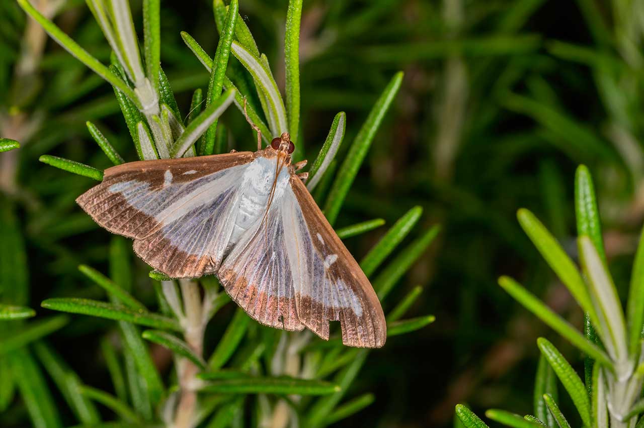  Безопасность экологической среды: огнёвка самшитовая