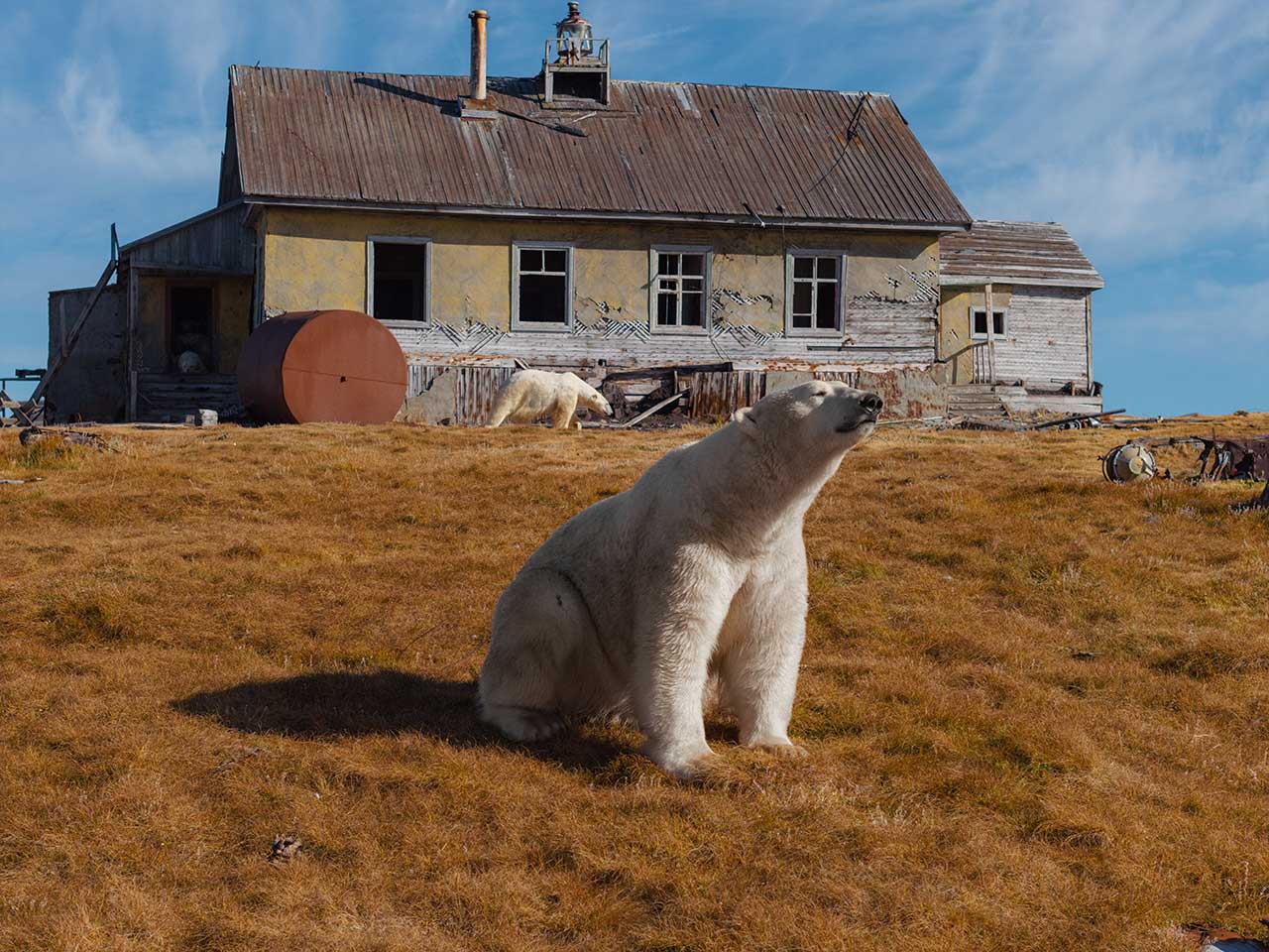  Особо охраняемые природные территории России: белые медведи