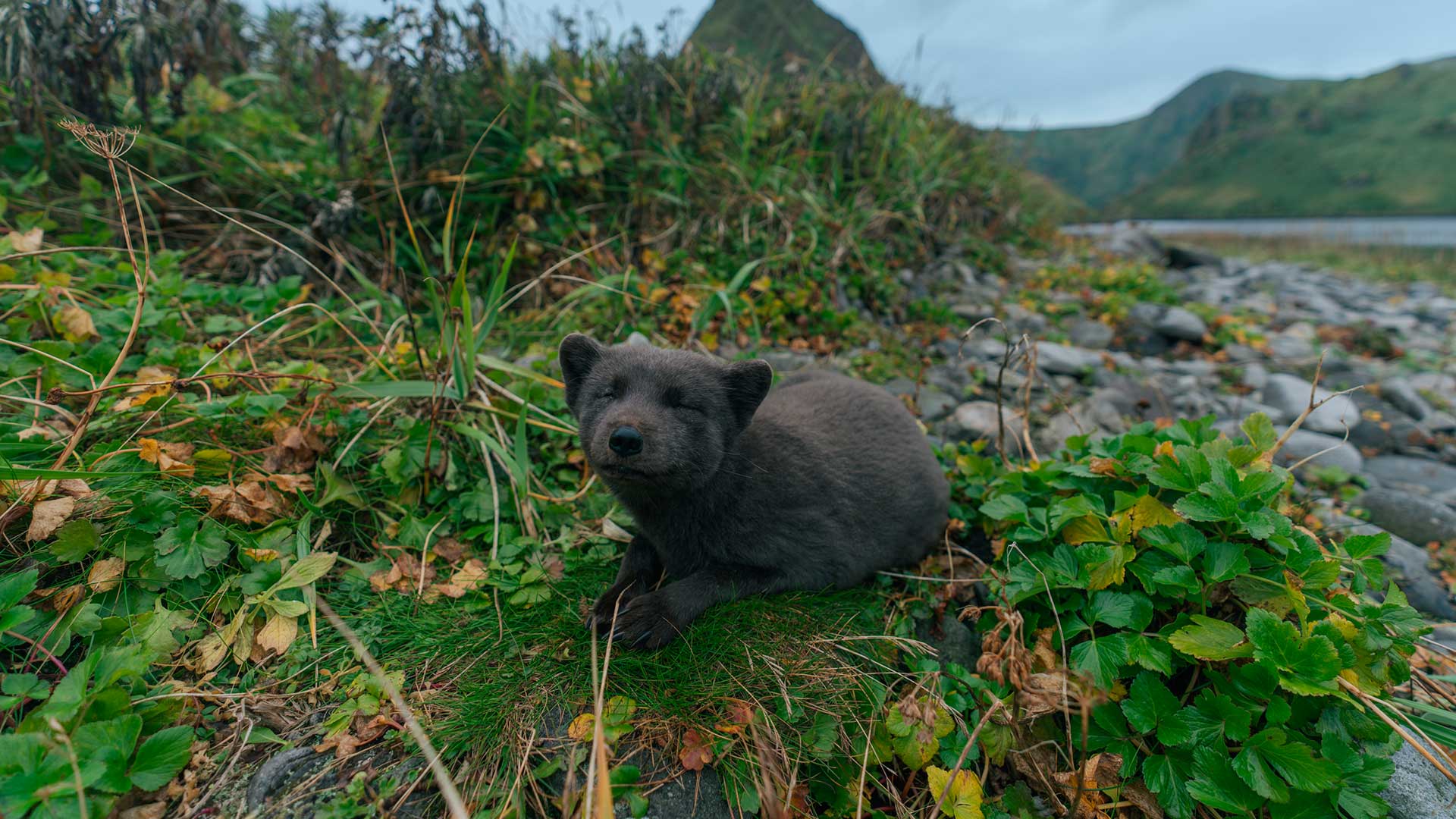  Природные территории России, заповедники и национальные парки. Песец