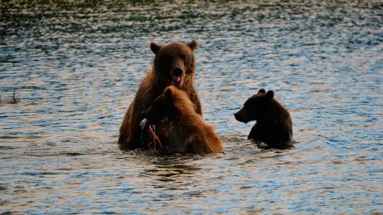  Медведи в Кроноцком заповеднике.