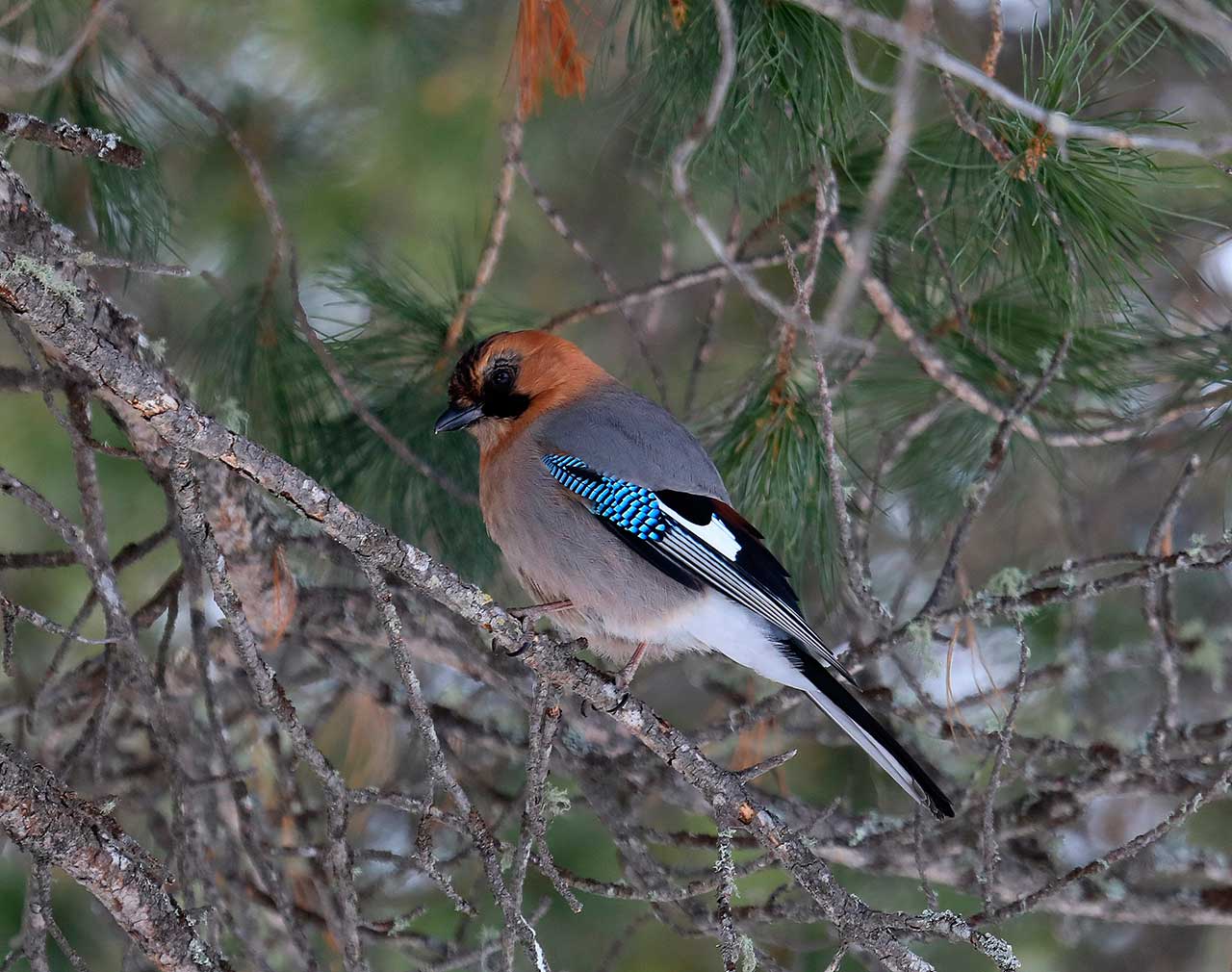 Сойка в Койгородском парке