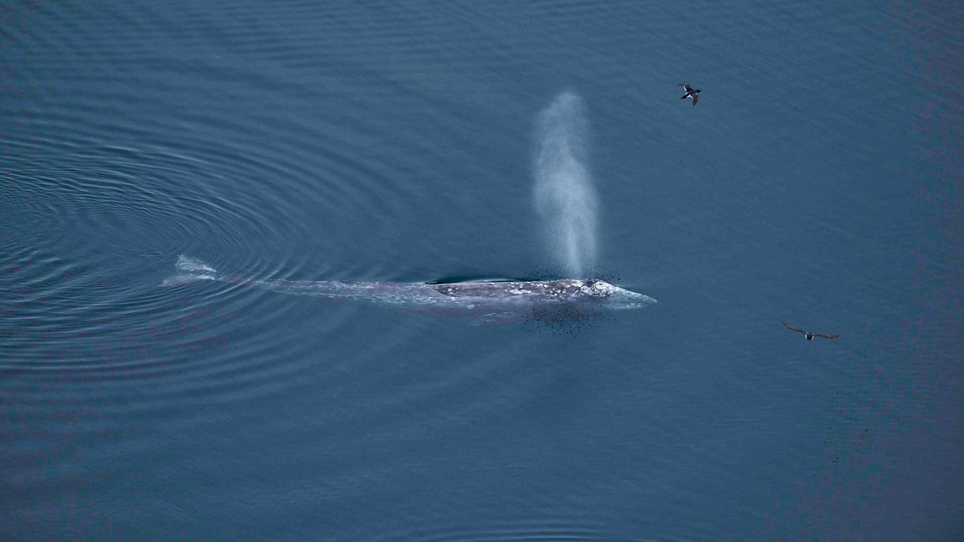  Серые киты нередко кормятся совсем близко от берега