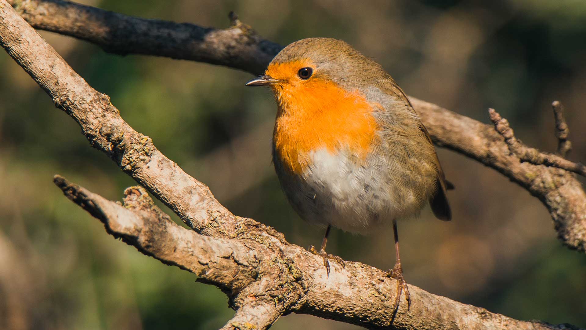  Животные нуждающиеся в охране: зарянка