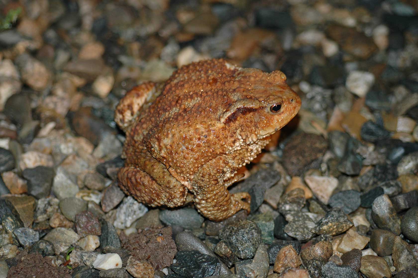  Национальные и природные парки России: Жаба колхидская