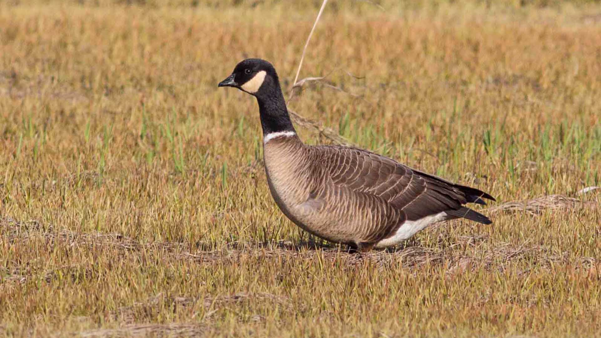  Алеутская канадская казарка на острове Беринга