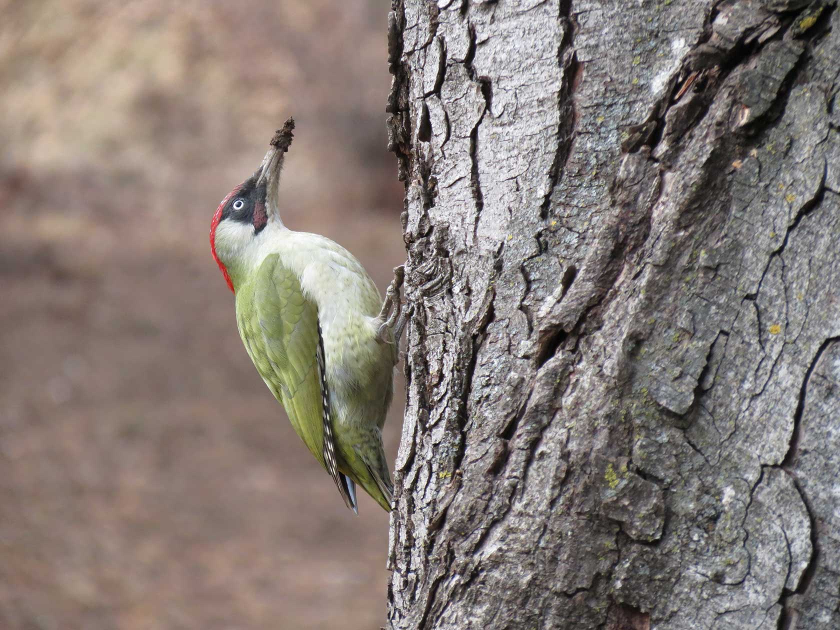  Национальные и природные парки России: биоразнообразие национального парка «Кисловодский»
