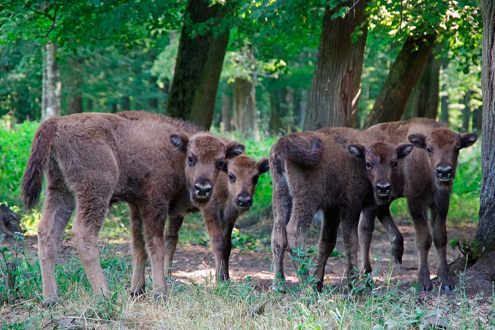 Природные заповедники России: Приокско-Террасный заповедник