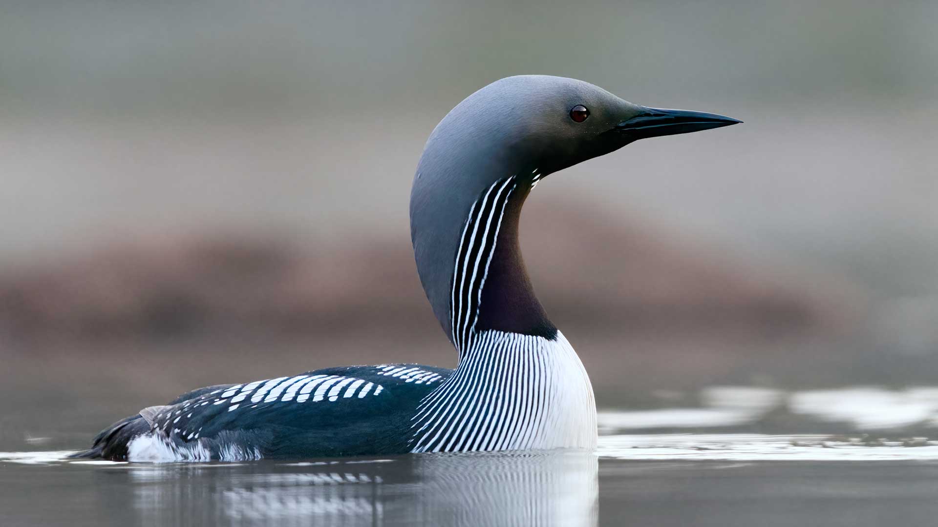  Растения и животные под охраной. Гагара