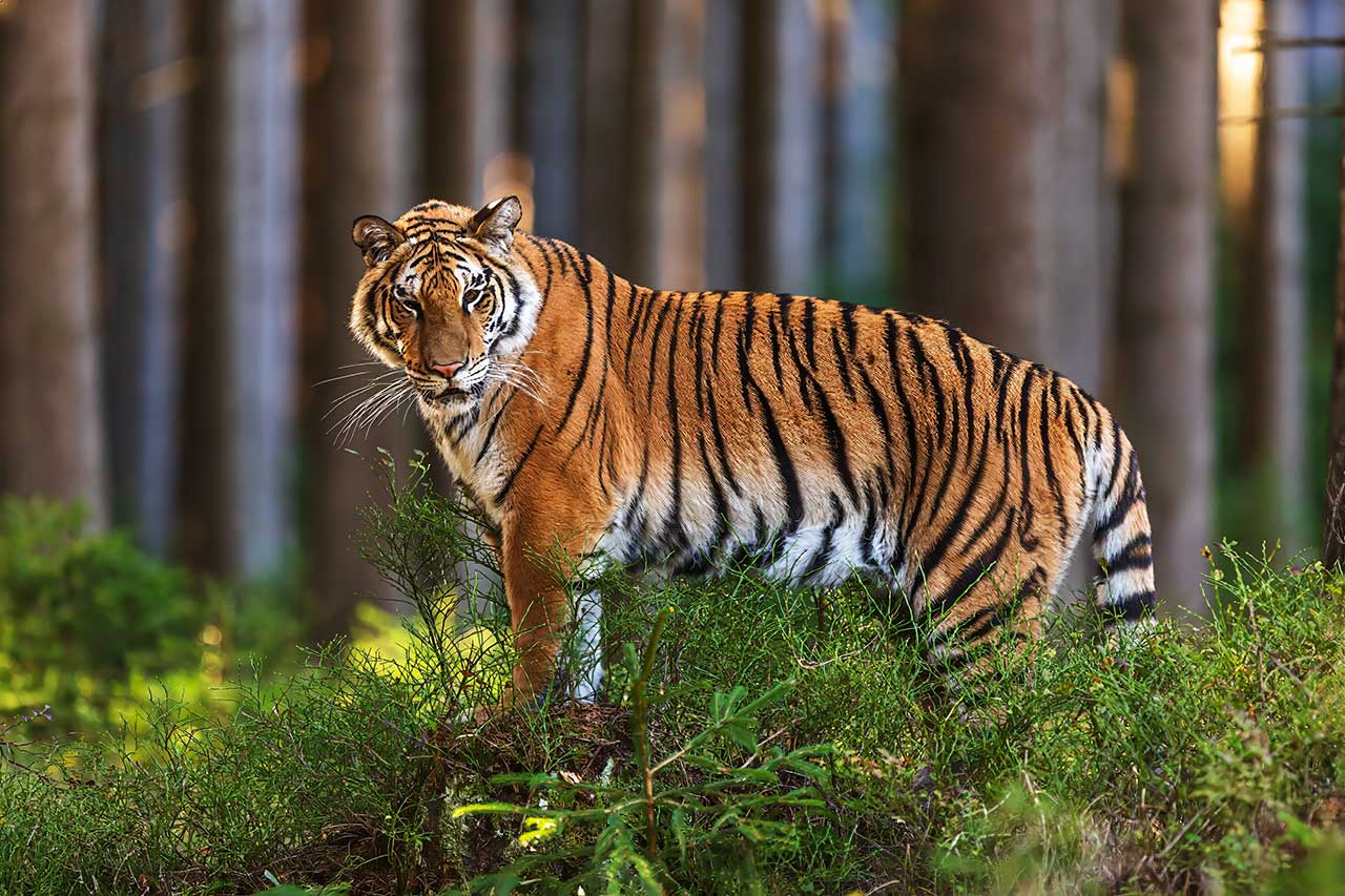  Безопасность экологической среды: амурский тигр