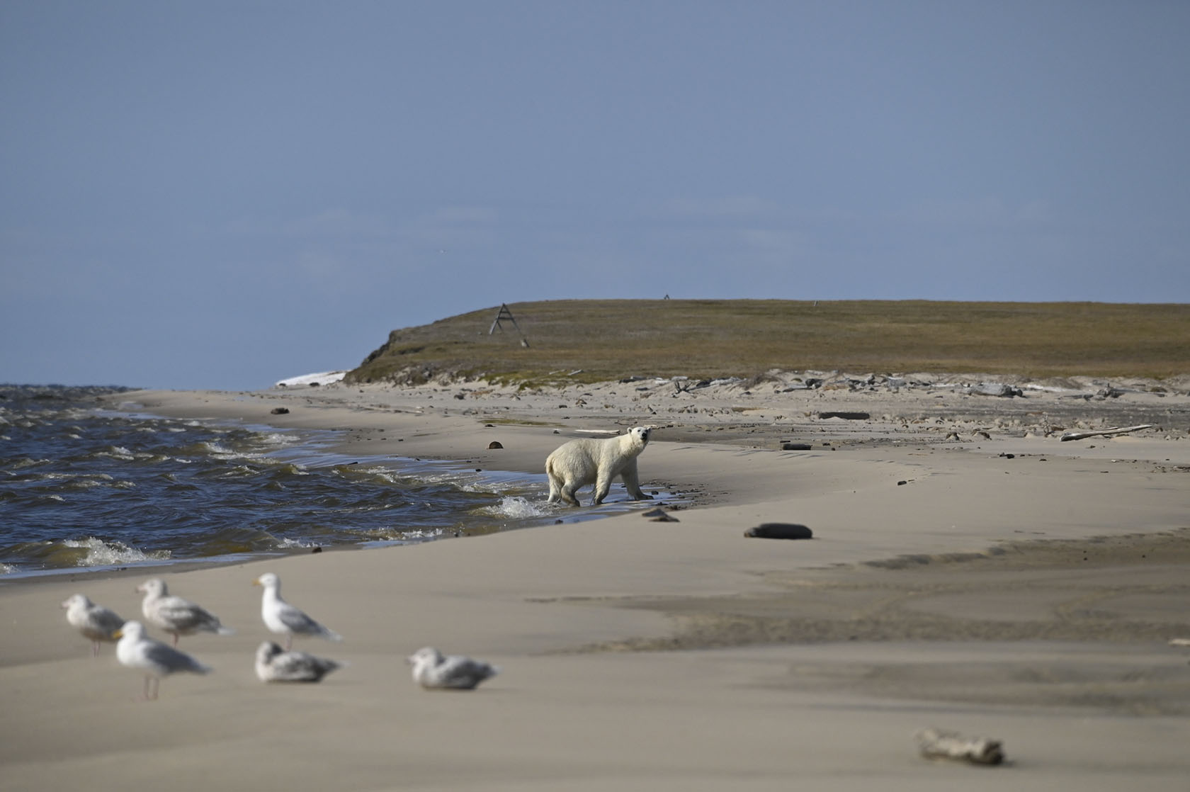  Животные, которых можно встретить в национальном парке «Гыданский»