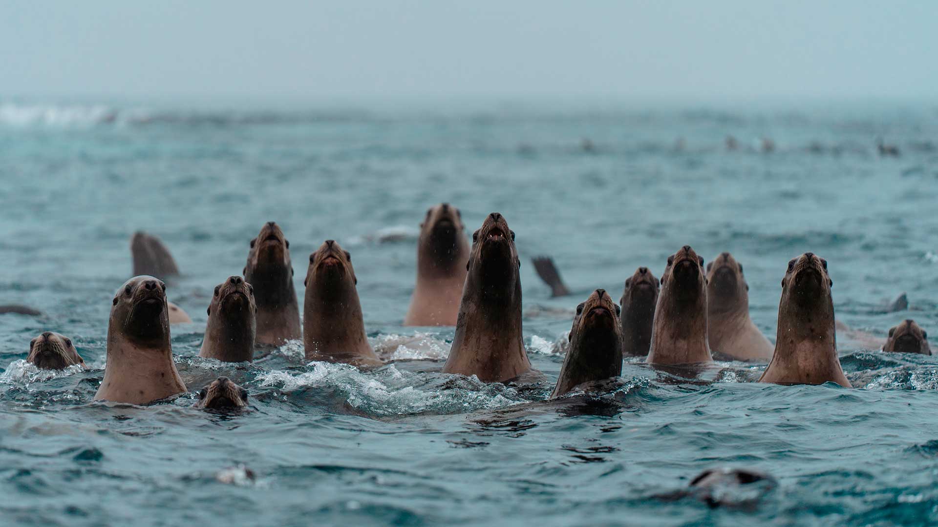  Природные территории России, заповедники и национальные парки. Фото диких животных