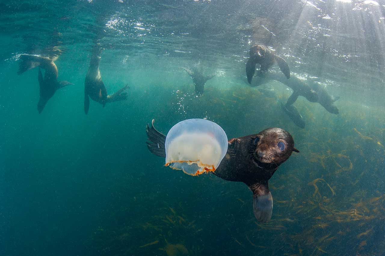  Подводные съёмки морских котиков вблизи острова Беринга