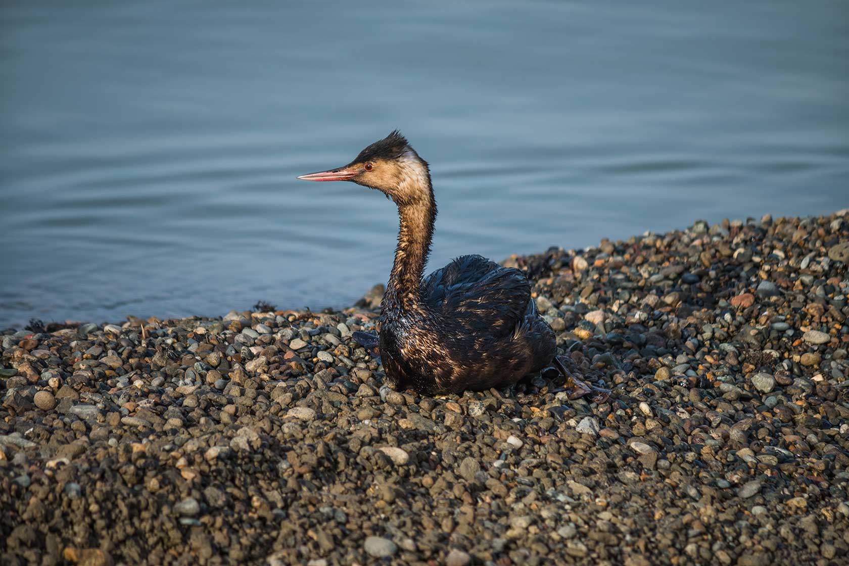  Спасение птиц на пляжах Анапы
