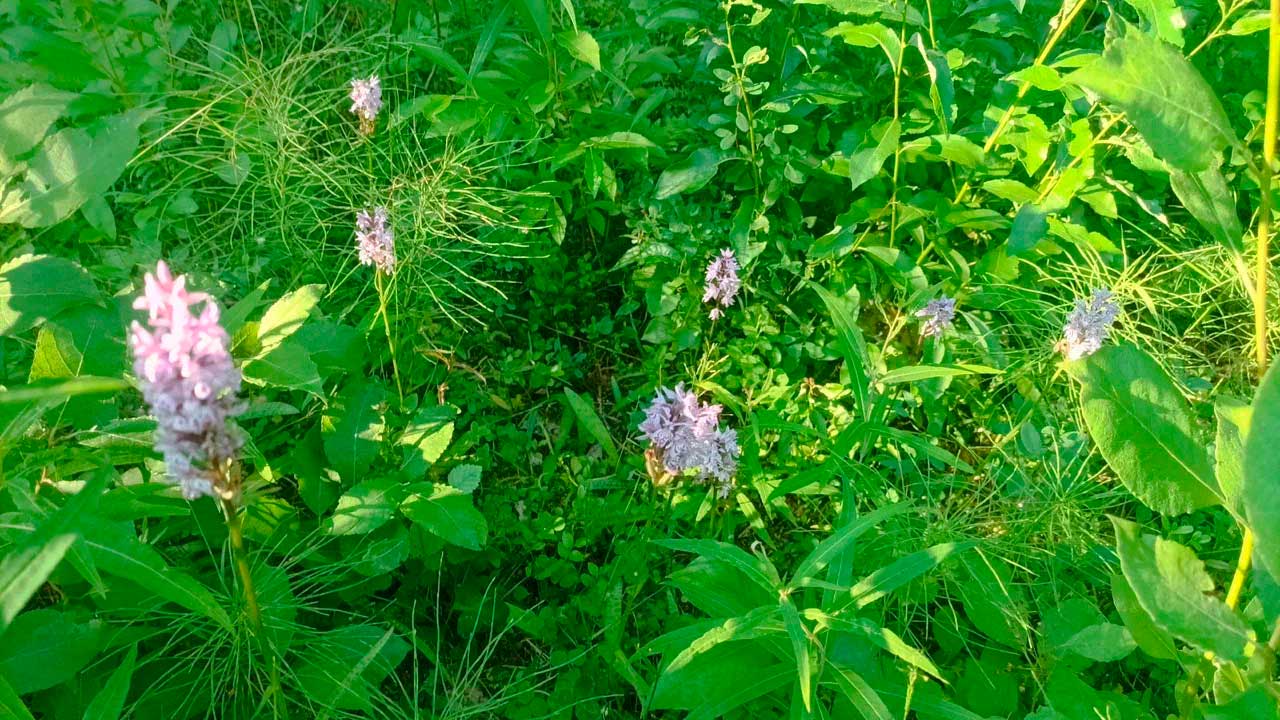  Учёт орхидей в Костомукшском заповеднике