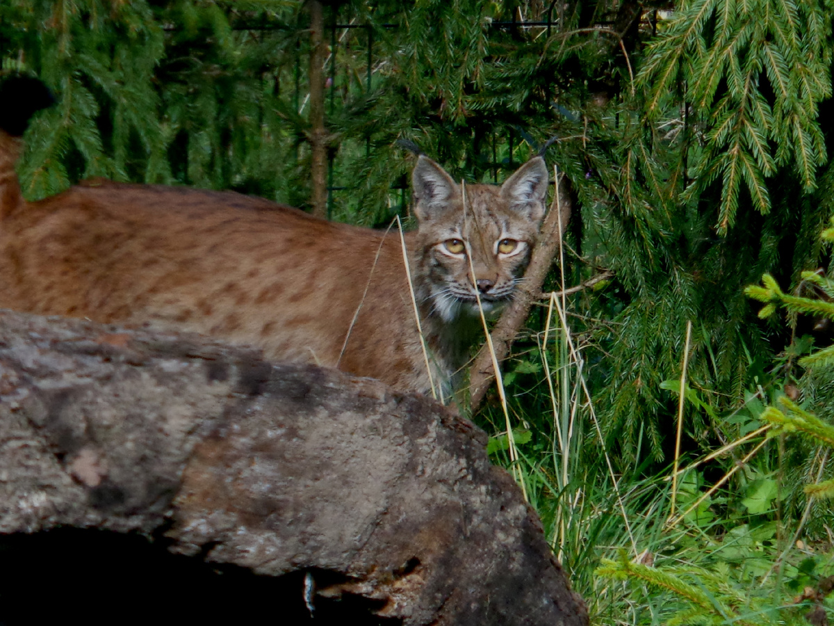  Рысь Пеночка в центре реабилитации диких животных «Ромашка» сразу после спасения и перед выпуском на волю.