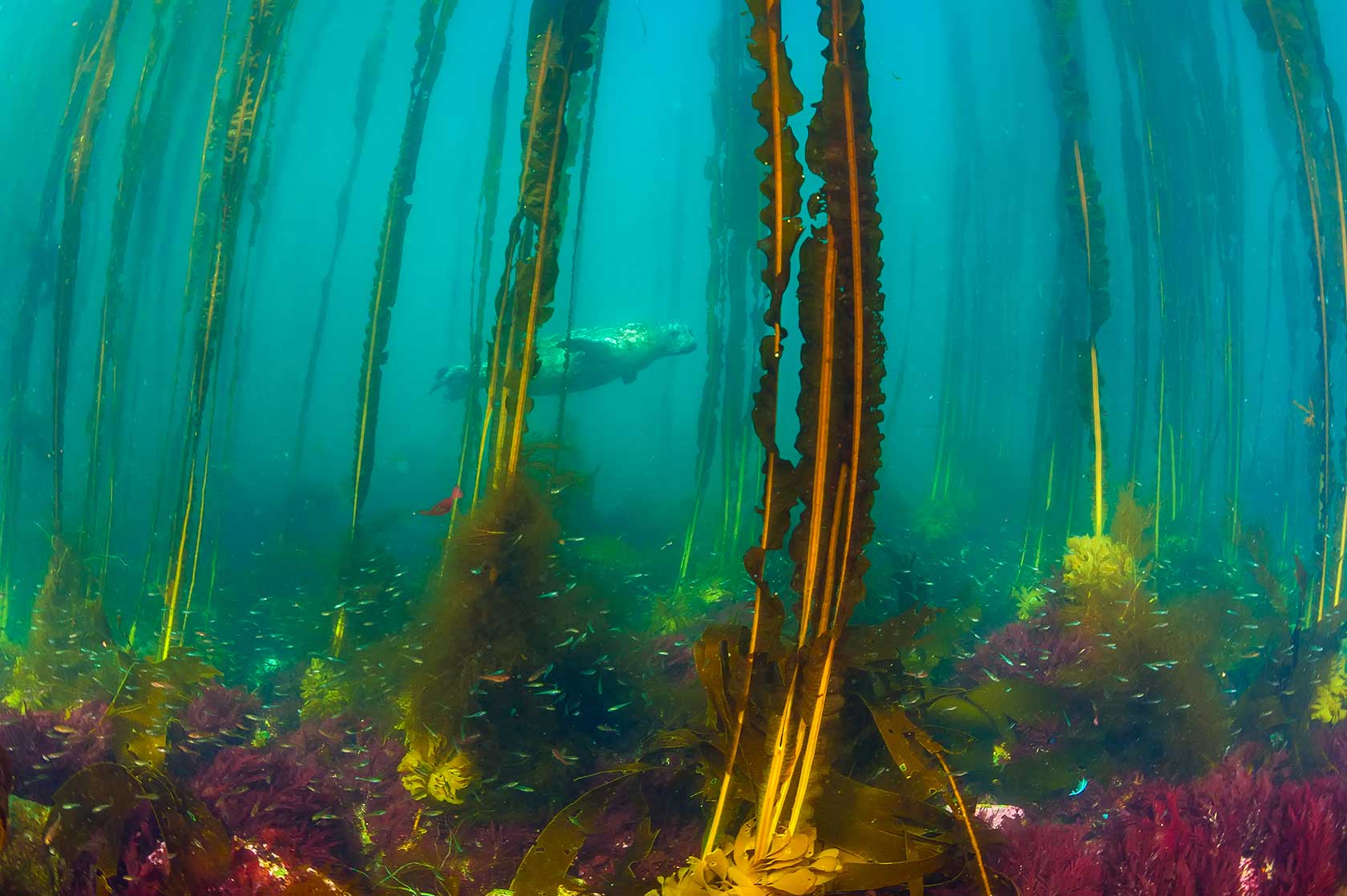  Уникальное фото калана под водой