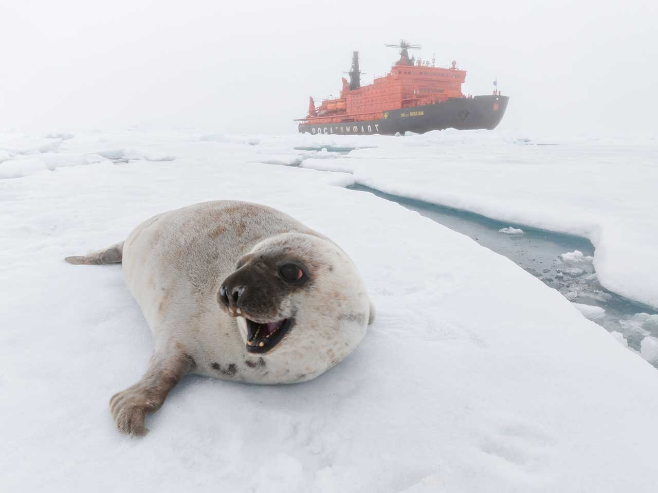  Особо охраняемые природные территории России: тюлень и белый медведь на фоне атомохода