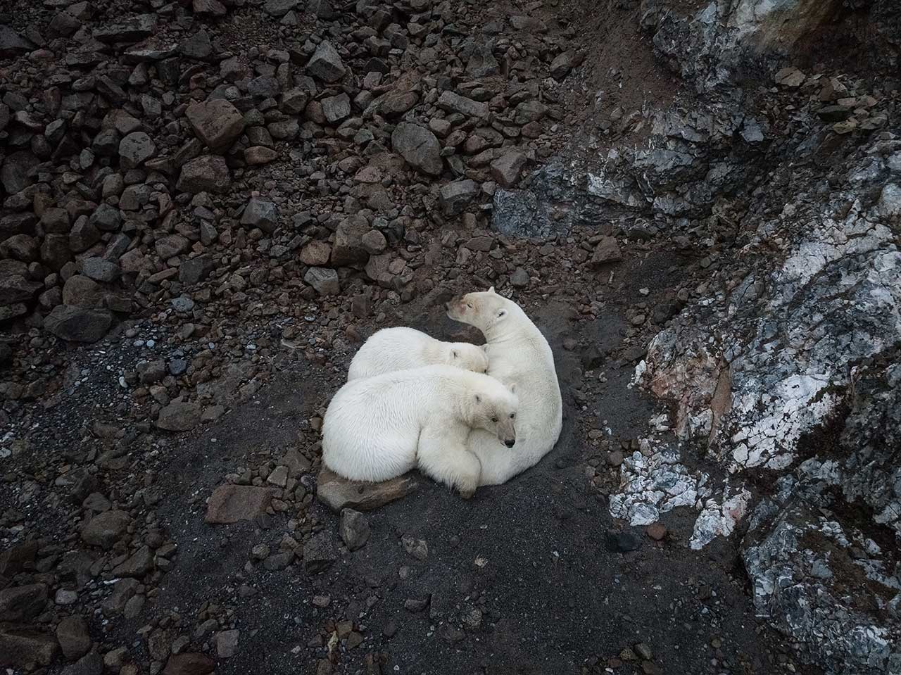  Особо охраняемые природные территории России: белые медведи