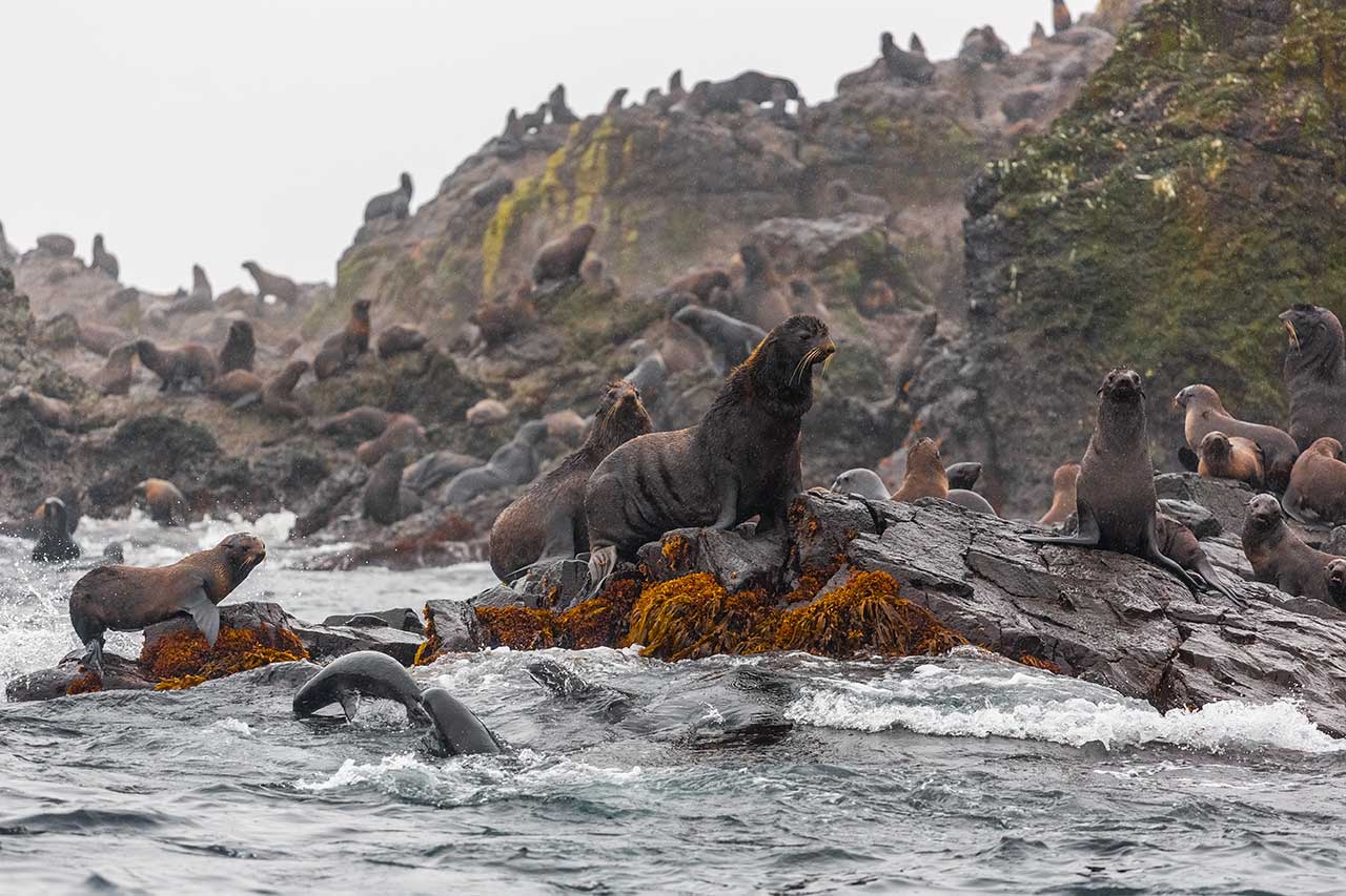  Особо охраняемые природные территории России: морские котики
