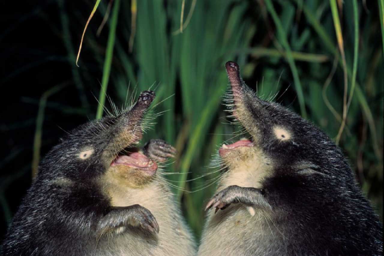  Безопасность экологической среды: выхухоль