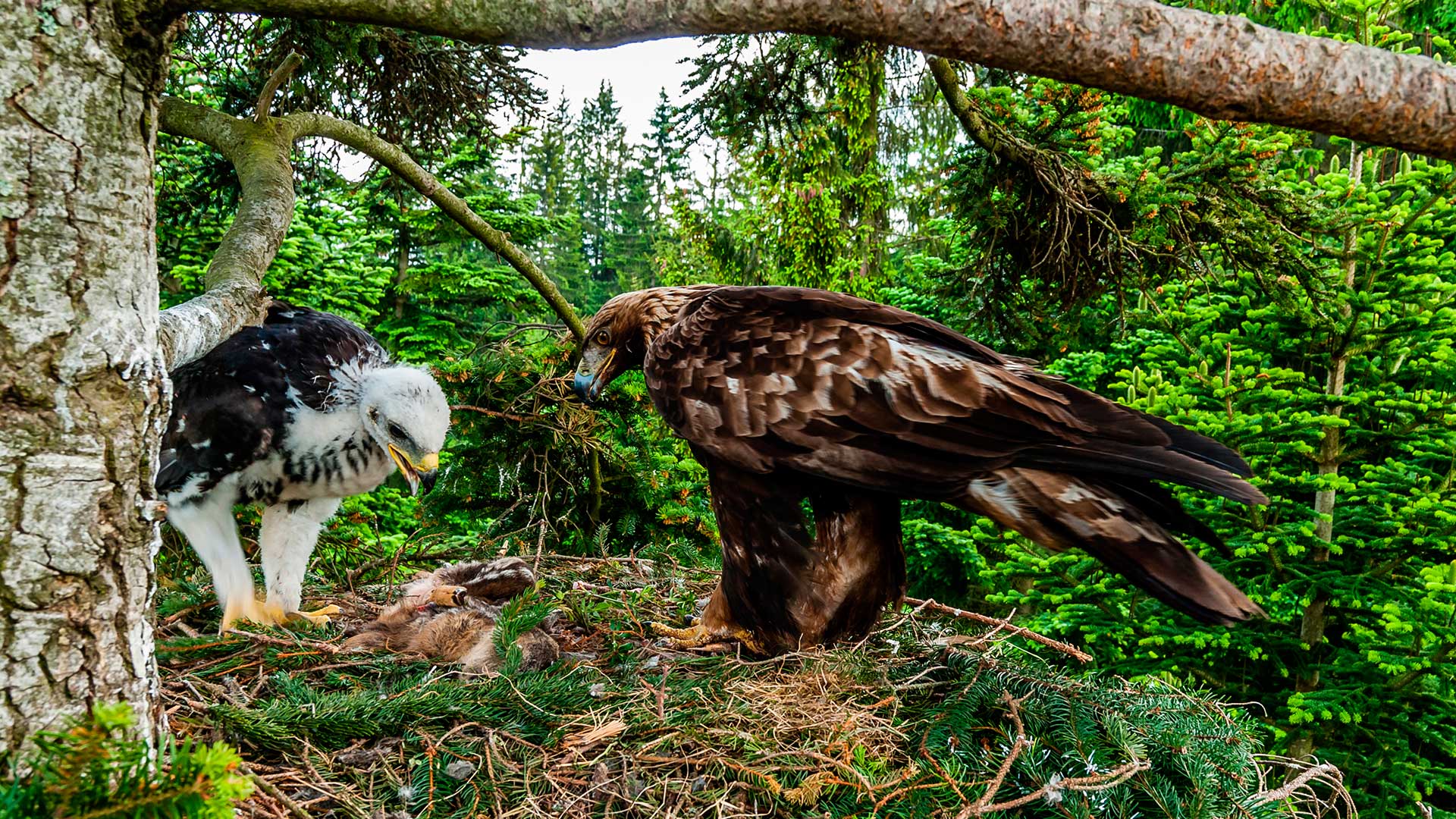  Растения и животные под охраной. Беркут