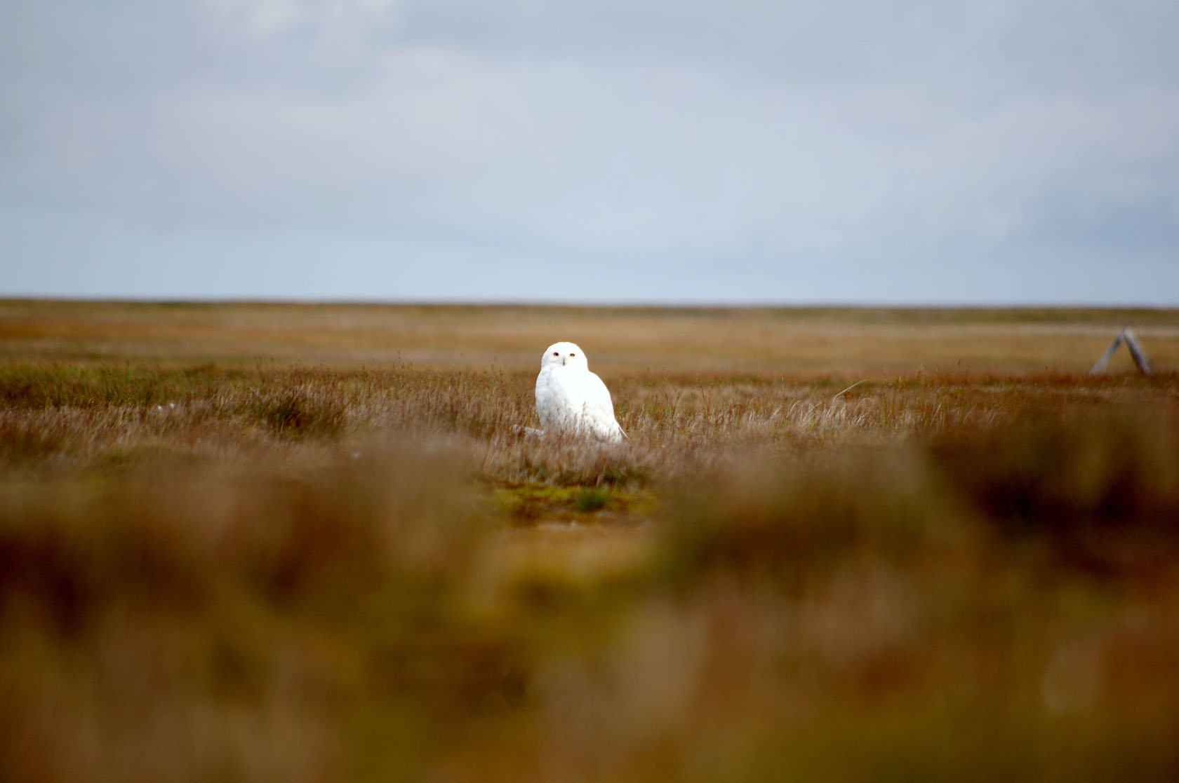  Птицы, которых можно встретить в национальном парке «Гыданский»