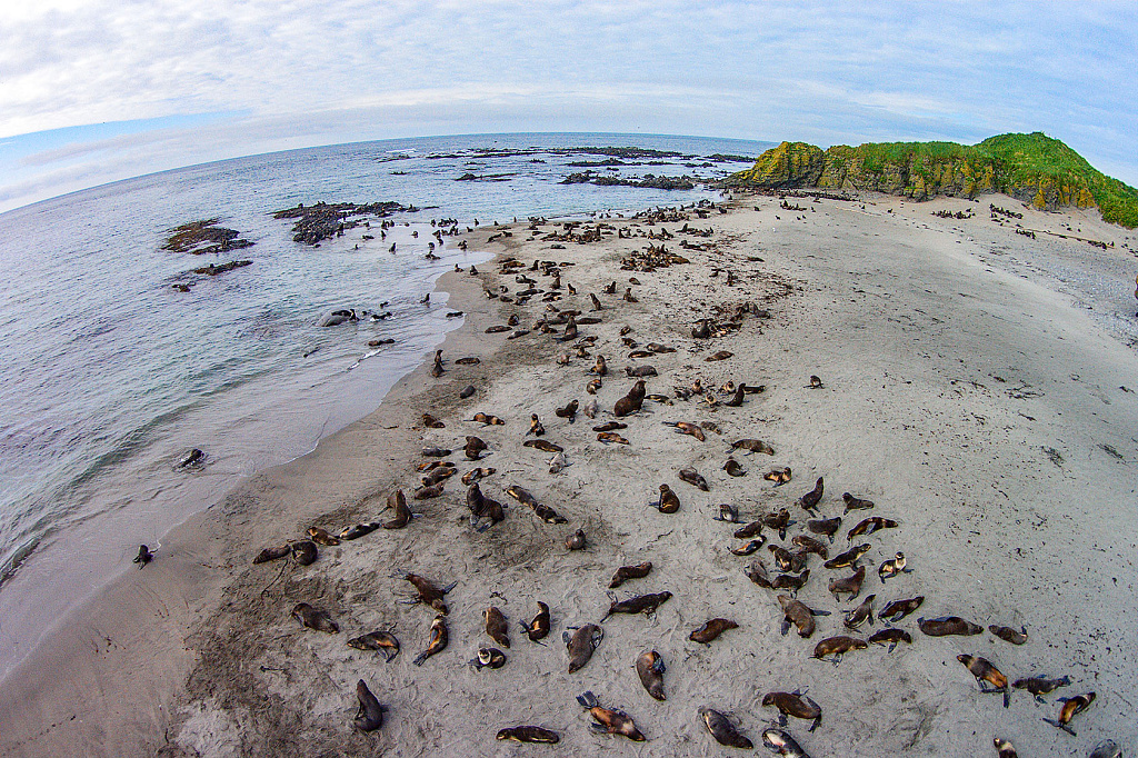  Морские котики на лежбище