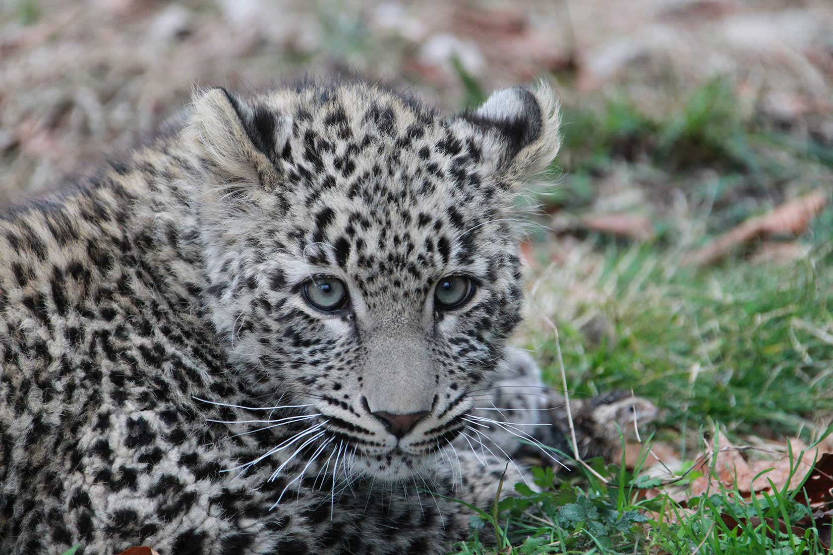  Национальные и природные парки России: Переднеазиатский леопард в Сочинском национальном парке