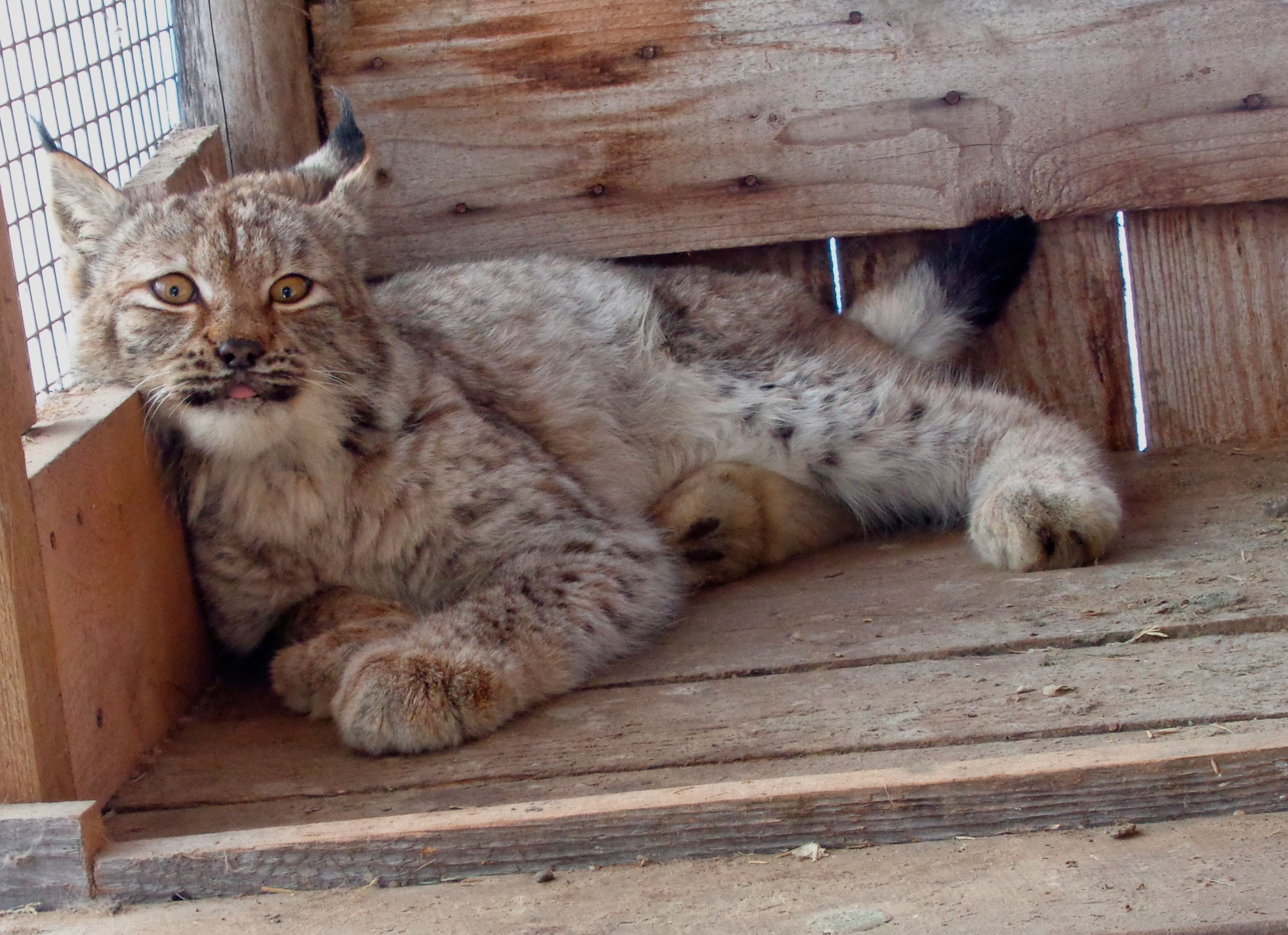  Рысь Пеночка в центре реабилитации диких животных «Ромашка» сразу после спасения и перед выпуском на волю.