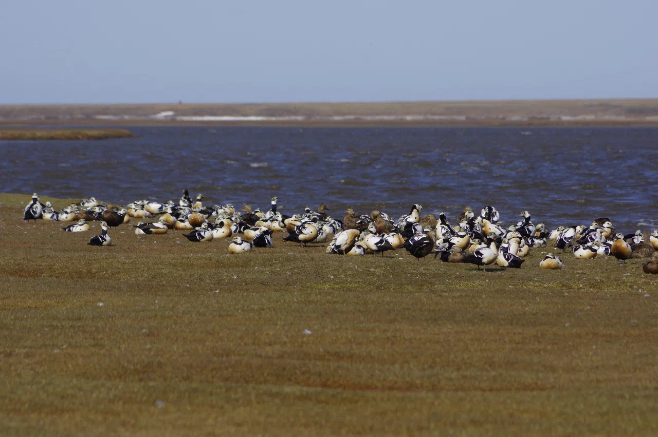  Птицы, которых можно встретить в национальном парке «Гыданский»