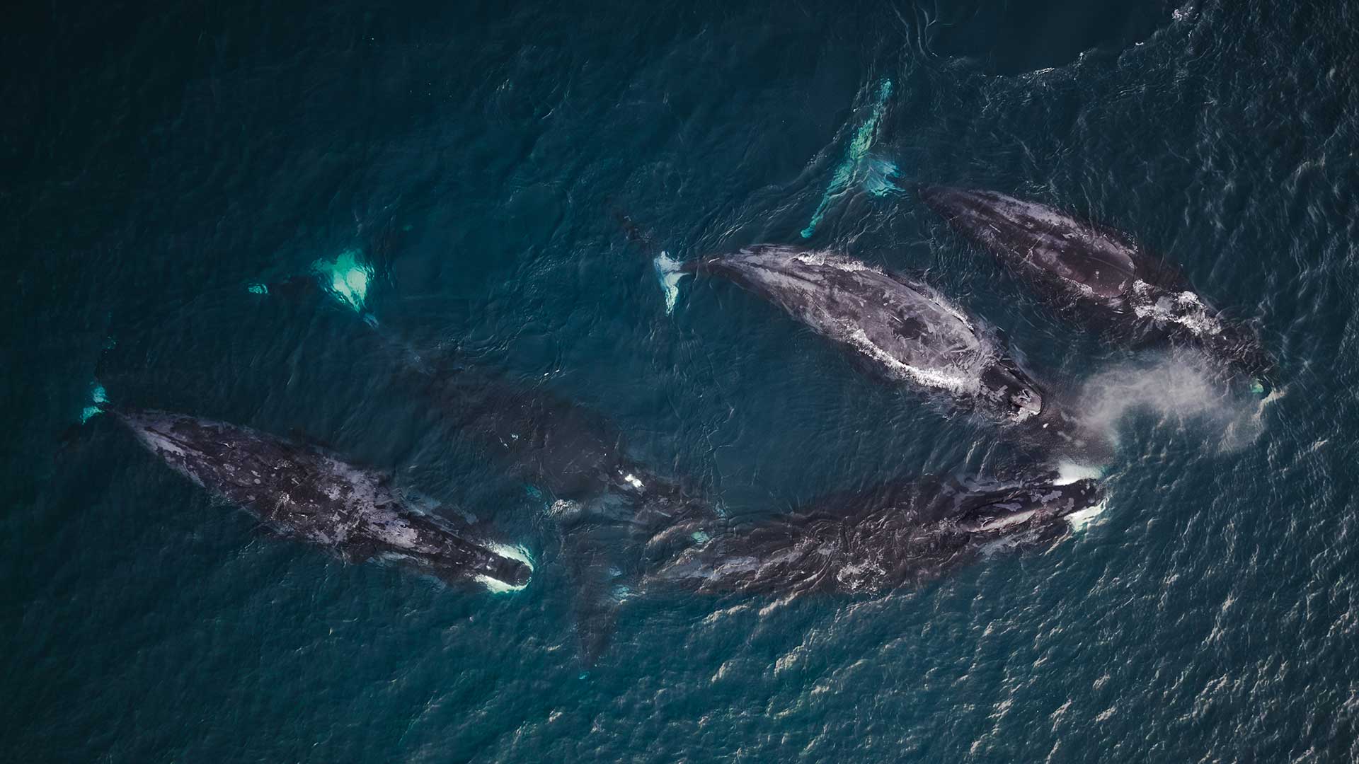  Природные территории России, заповедники и национальные парки. Киты