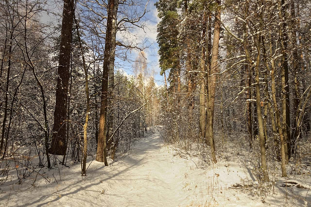  Сосны в «Бузулукском бору»