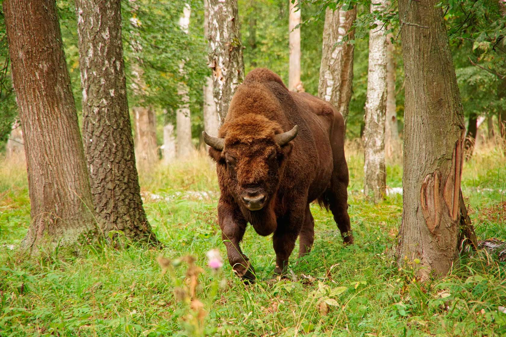  Природные заповедники России: Приокско-Террасный заповедник