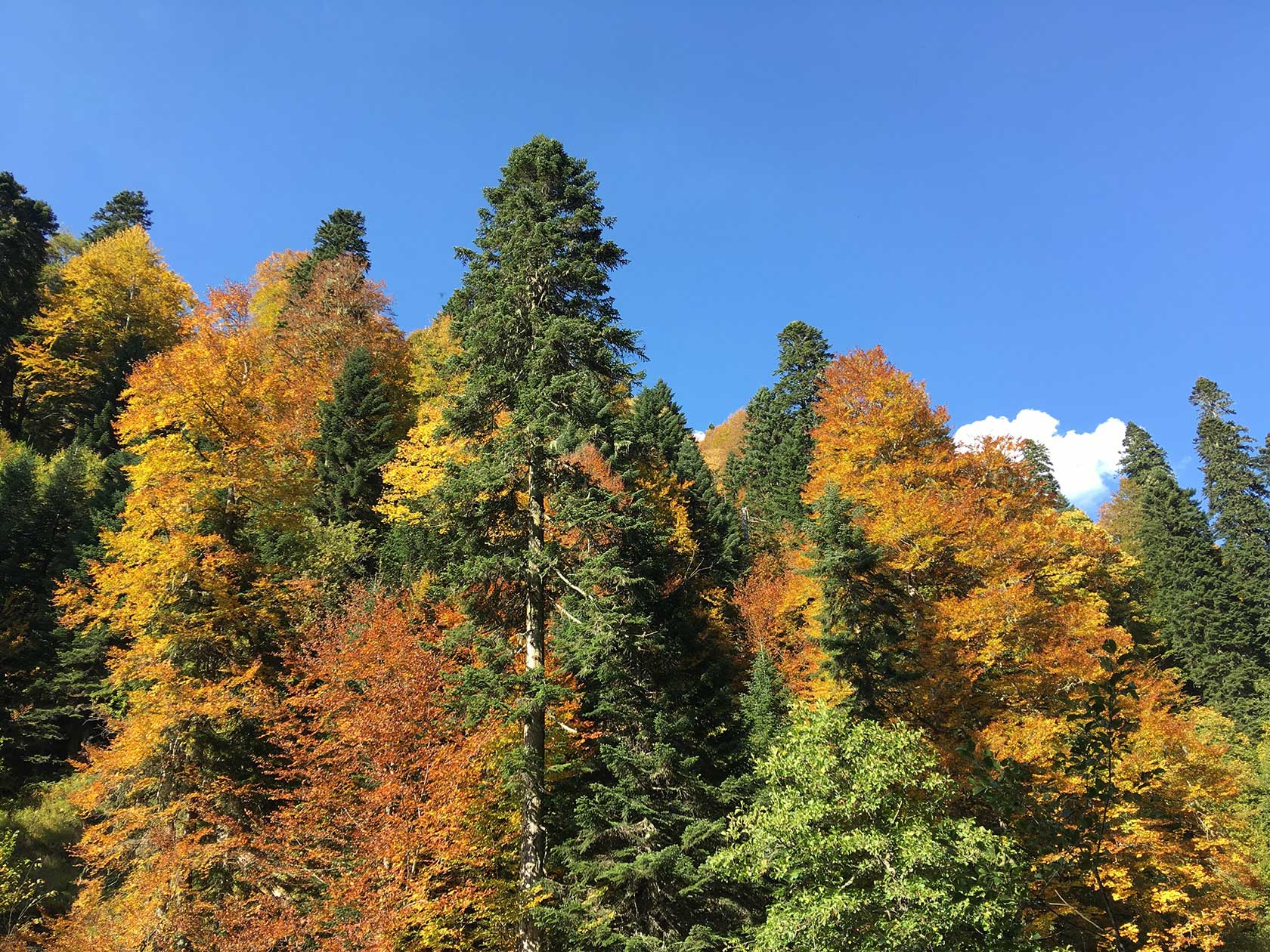 Национальные и природные парки России: Пихтарник на горе Аибга