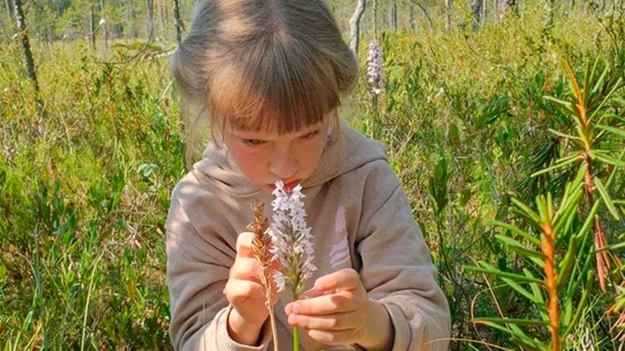  Учёт орхидей в Костомукшском заповеднике