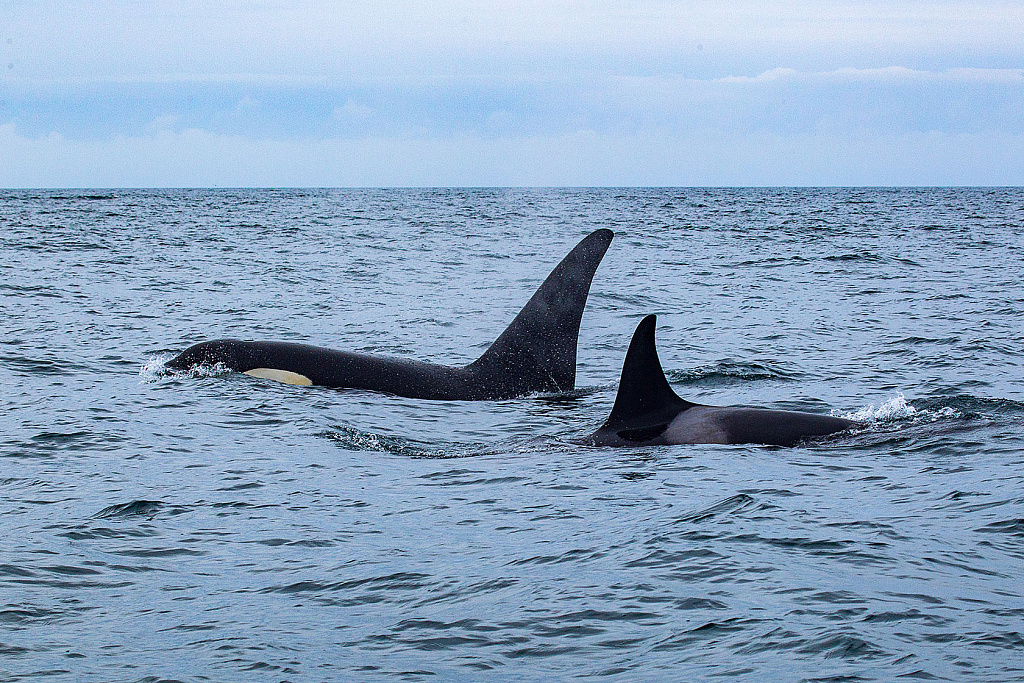  Косатки вблизи Командорского архипелага