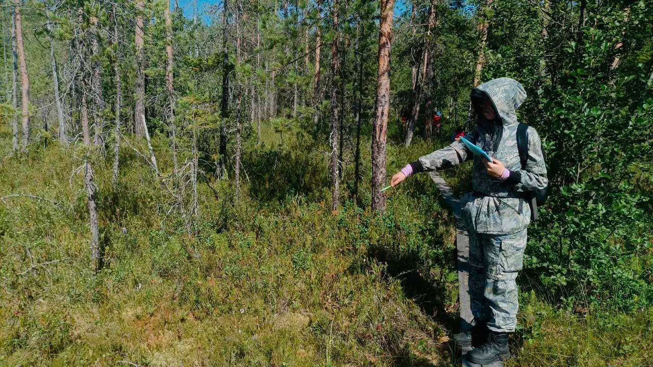  Учёт орхидей в Костомукшском заповеднике