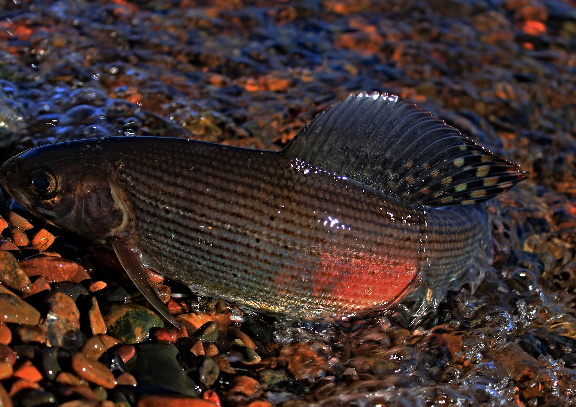  В реках Дальнего Востока и Сибири обитают хариусы и другие рыбы