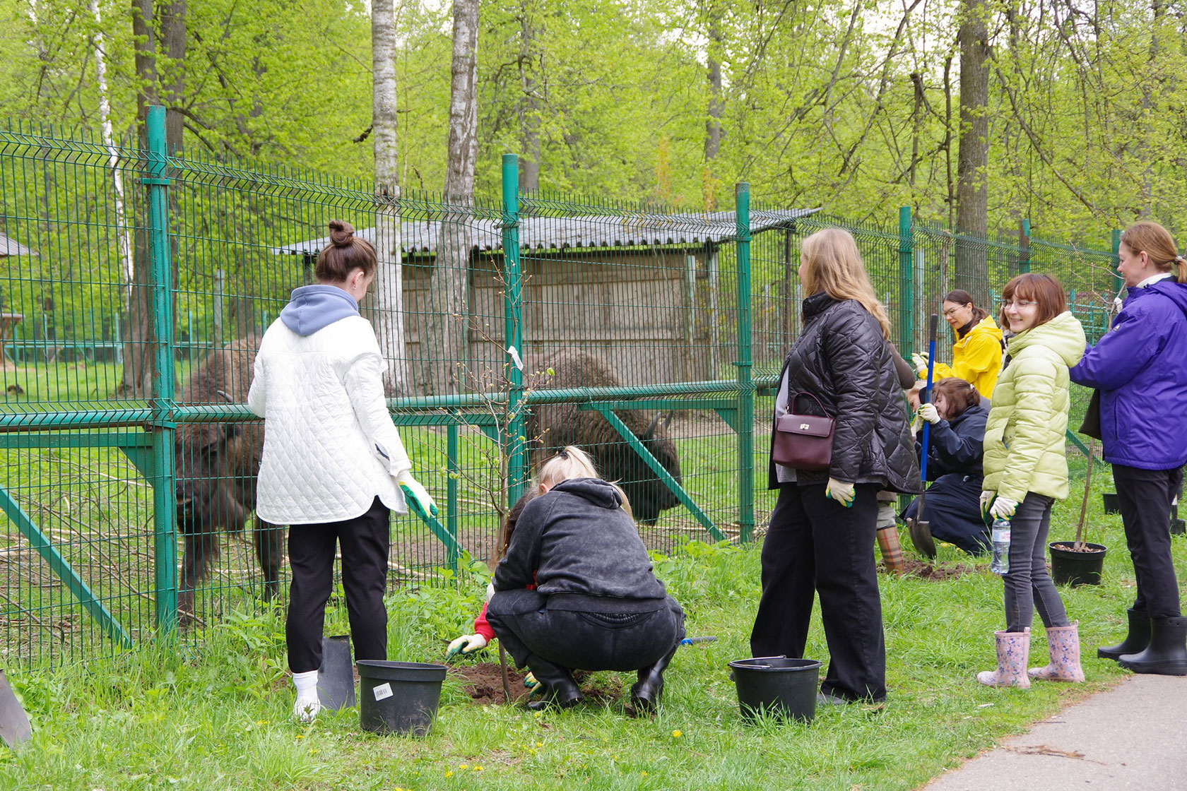  Волонтёры помогают расчистить территорию заповедника от валежника, сажают новые деревья.