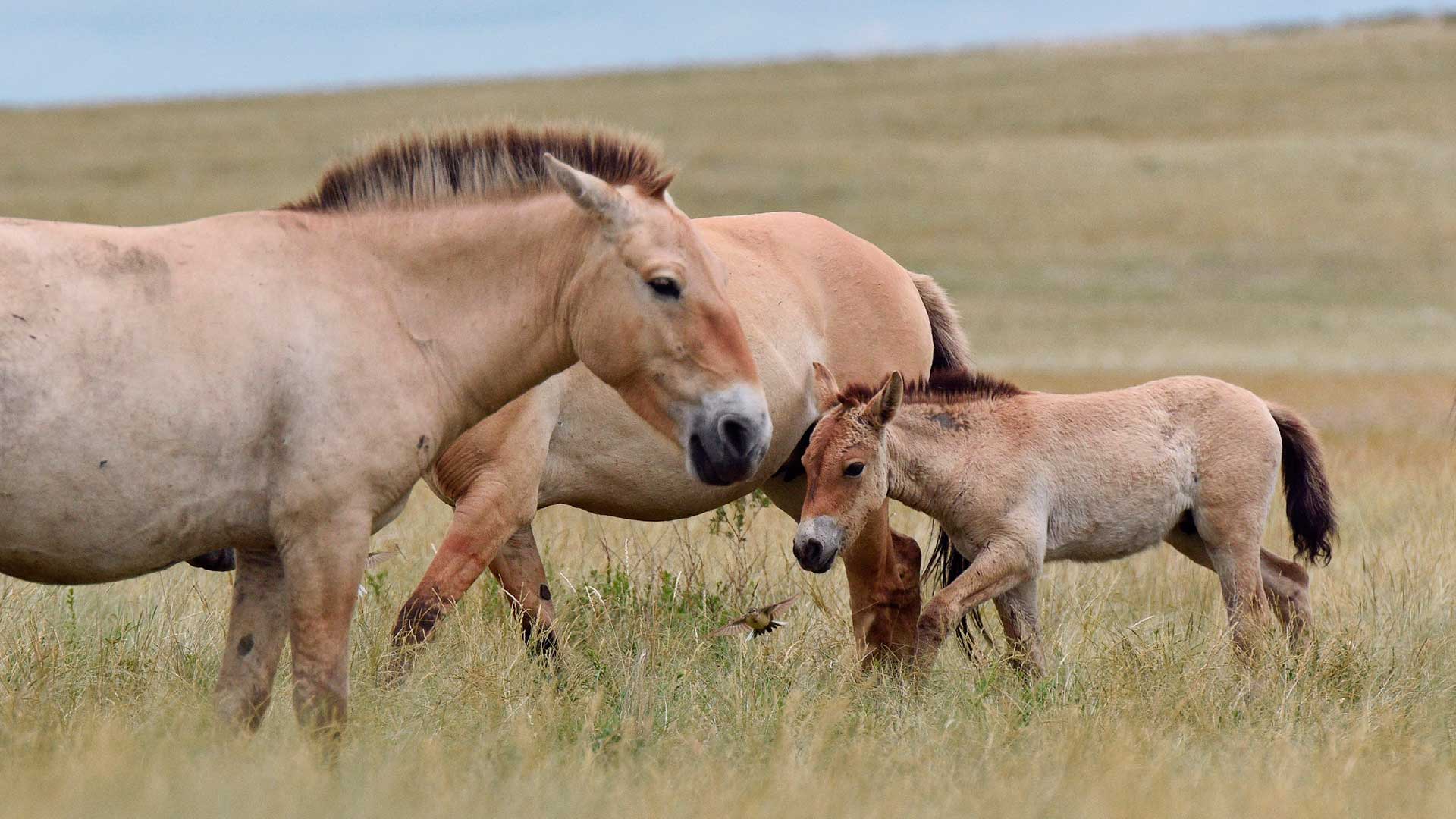  Лошадь Пржевальского в Оренбургском заповеднике