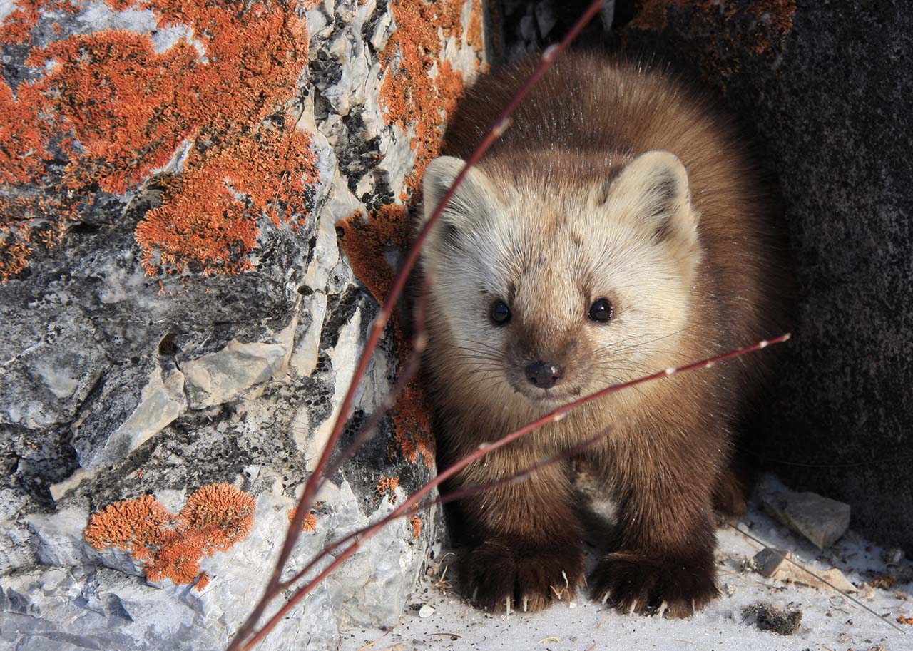  Баргузинский соболь
