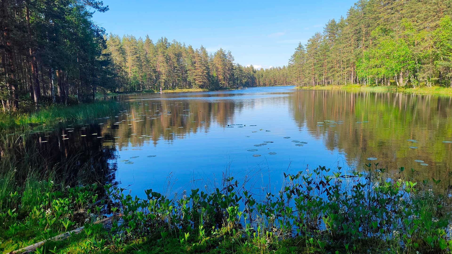  Безопасность экологической среды: Заовражье озеро