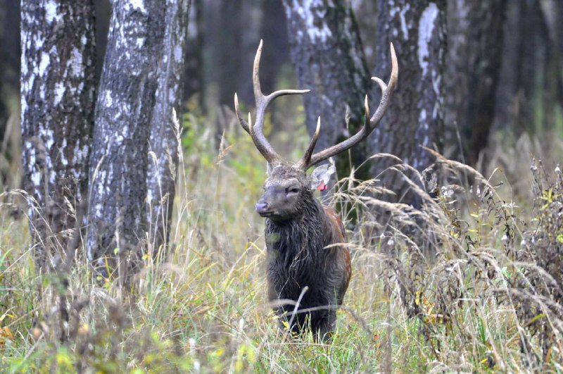  Особые национальные парки России: пятнистые олени в национальном парке «Лосиный остров»