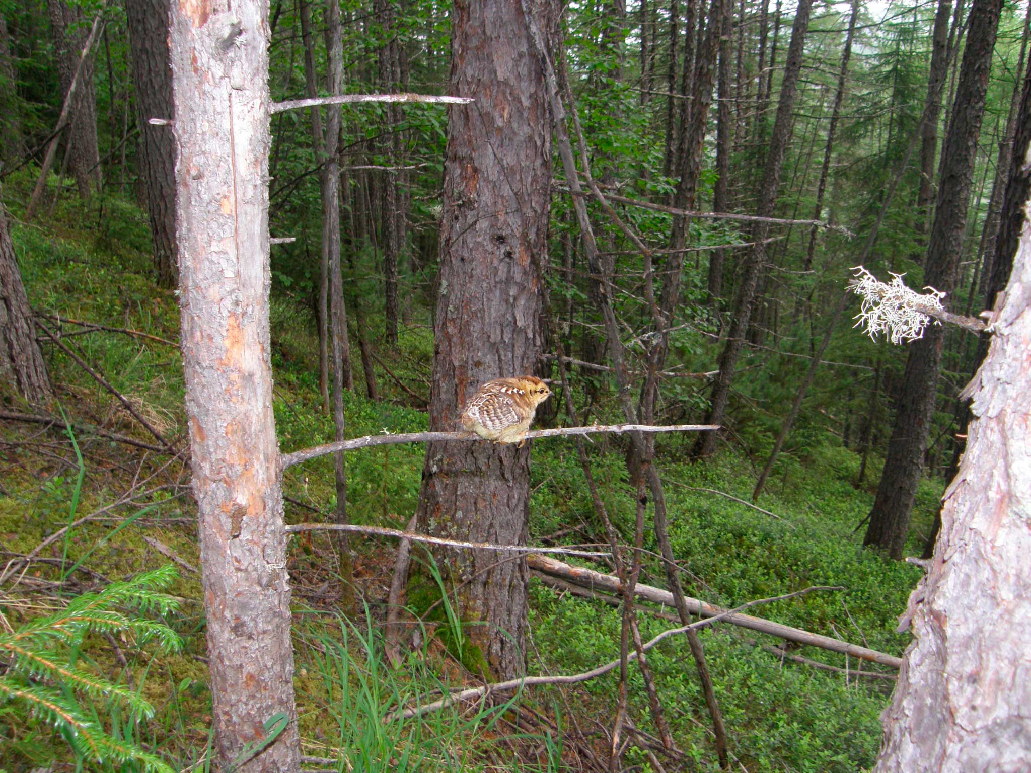  Самец, самка и птенец дикуши
