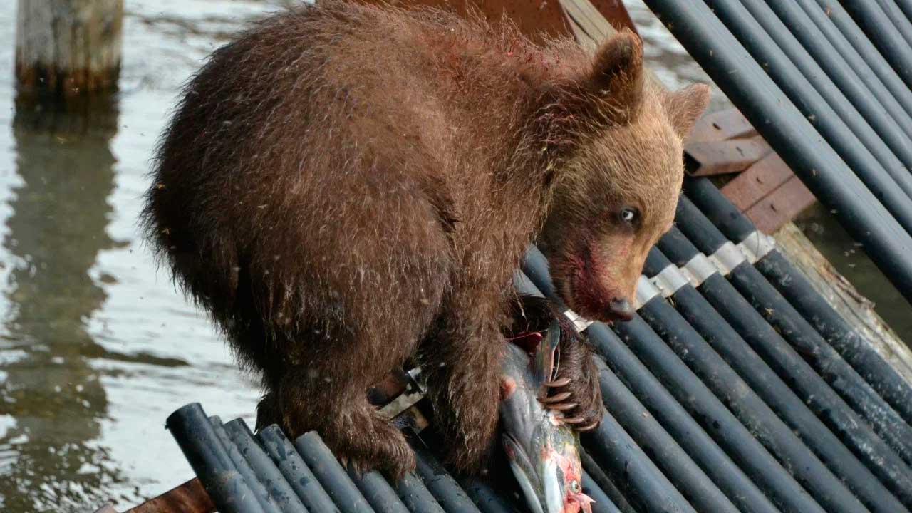  Медведи в Кроноцком заповеднике.