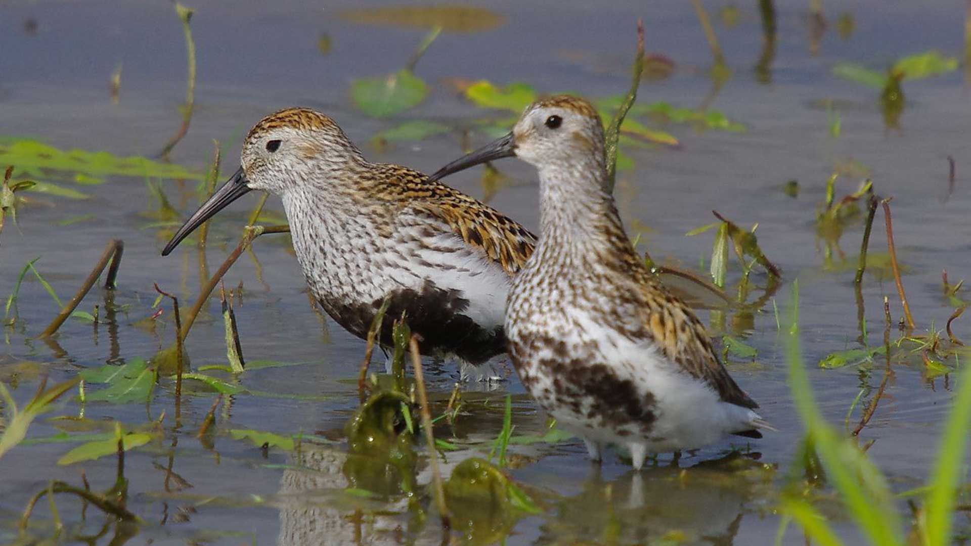  Растения и животные под охраной. Кулик чернозобик