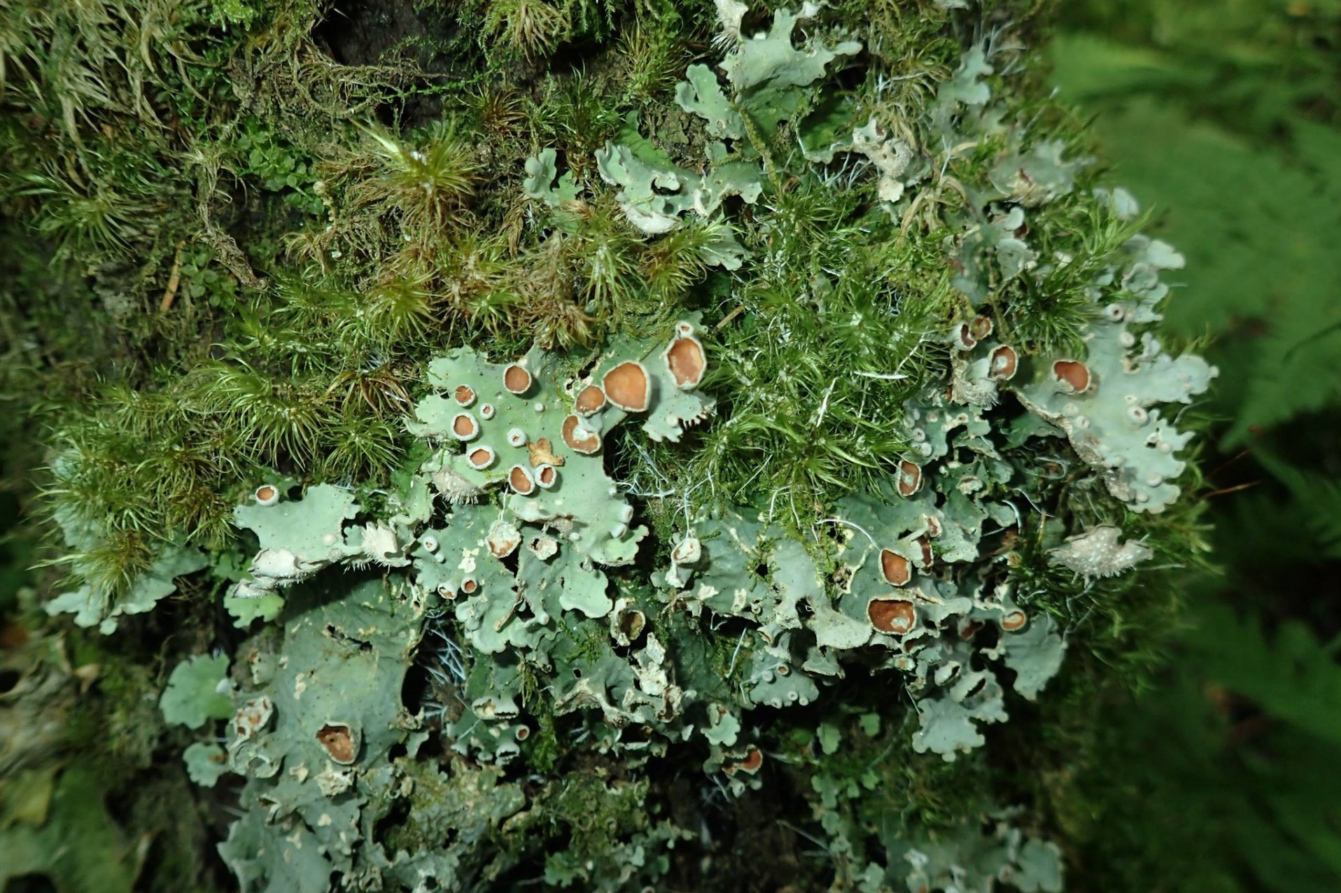  Стикта Райта в Койгородском парке