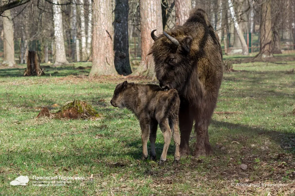  Зубрица с новорождённым зубрёнком в Приокско-террасном заповеднике.